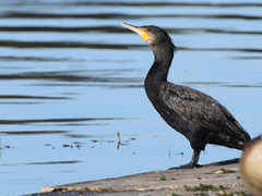 Phalacrocorax carbo
