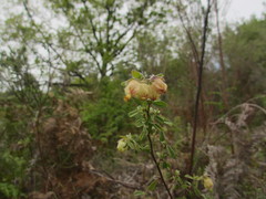 Hermannia hyssopifolia