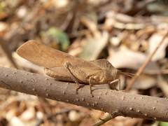 Lobosceliana loboscelis