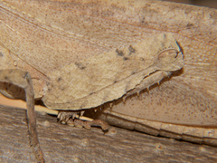 Lobosceliana loboscelis