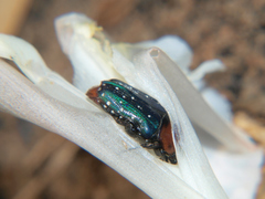 Leucocelis puncticollis