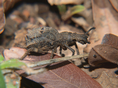 Microcerus