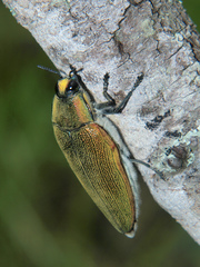 Steraspis