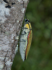 Steraspis