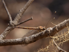 Disparomitus brevistigma