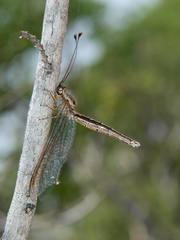 Disparomitus brevistigma