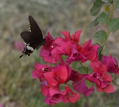 Papilio polytes