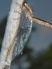 Disparomitus brevistigma