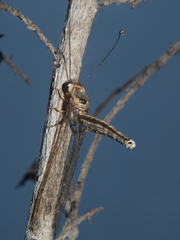 Disparomitus brevistigma