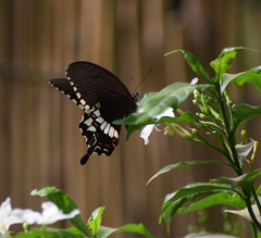 Papilio polytes