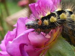 Acronicta euphorbiae