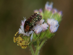 Leucocelis puncticollis