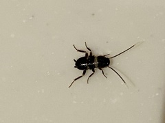 Periplaneta fuliginosa