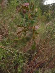 Acacia piligera