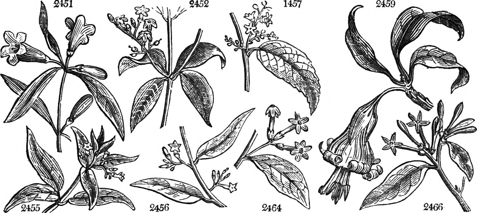 Cestrum salicifolium