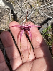 Caladenia heberleana