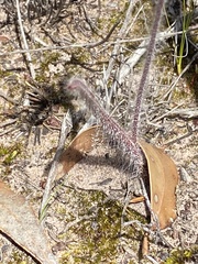 Caladenia heberleana