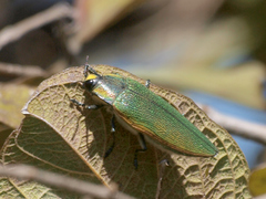 Steraspis