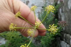 Afrosciadium magalismontanum