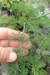 Afrosciadium magalismontanum