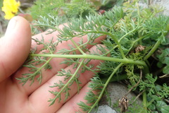 Afrosciadium magalismontanum