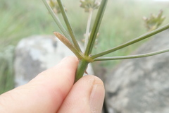 Afrosciadium magalismontanum