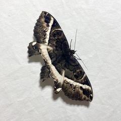 Erebus terminitincta