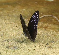 Papilio paradoxa