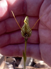 Pterostylis barbata