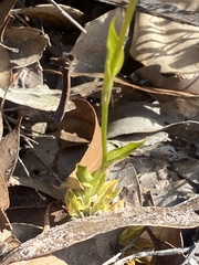 Pterostylis barbata