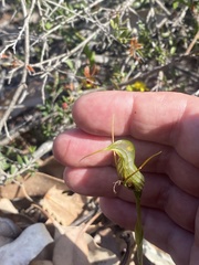 Pterostylis barbata