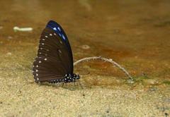 Papilio paradoxa