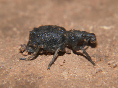Microcerus