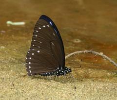 Papilio paradoxa