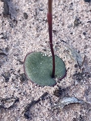 Drakaea livida