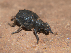 Microcerus