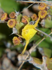 Thomisus daradioides