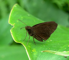 Ancistroides nigrita