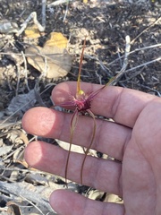 Caladenia heberleana