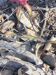 Caladenia heberleana