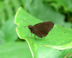 Ancistroides nigrita