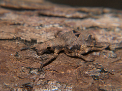 Microcerus