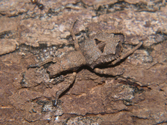 Microcerus