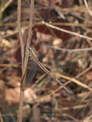 Disparomitus brevistigma