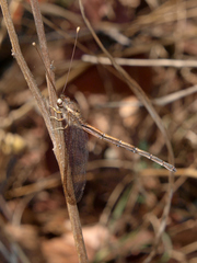 Disparomitus brevistigma