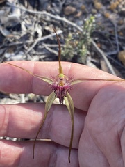 Caladenia heberleana