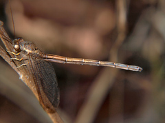 Disparomitus brevistigma