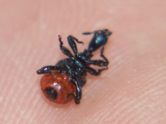 Allapoderus rubriventris
