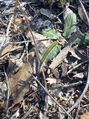 Caladenia heberleana