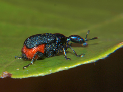 Allapoderus rubriventris